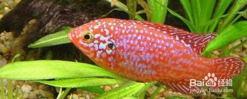 紅寶石魚公母最簡單區分