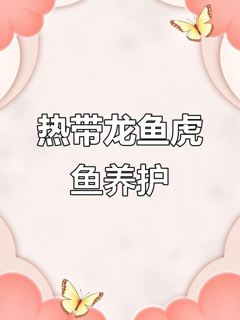 虎魚和龍魚混養(yǎng)注意事項(xiàng)