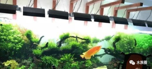 龍魚缸怎么搭配魚：龍魚缸內裝飾品選擇龍魚缸風水學的因素是什么