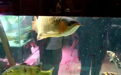 金龍魚孵化小魚的方法：金龍魚的孵化過程 金龍魚孵化小魚的方法：金龍魚的孵化過程 龍魚百科 第3張