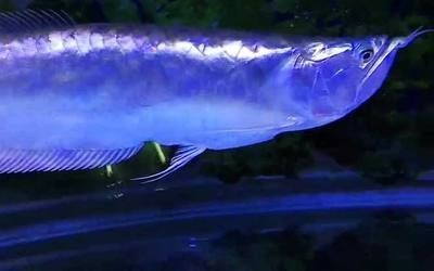 龍魚能吃蝦嗎有毒嗎：龍魚可以吃蝦嗎