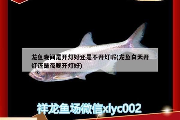 龍魚的燈光白天開還是晚上：龍魚在白天不需要開燈光