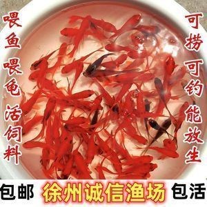龍魚苗喂什么：龍魚苗喂養指南