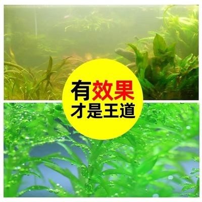 魚缸綠藻怎么徹底消滅最簡單方法視頻（魚缸綠藻怎么徹底消滅）