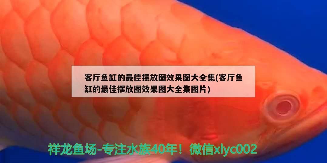 商水縣恒睿水族魚缸店