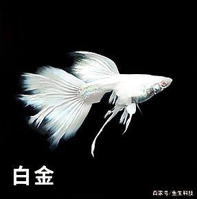 詳細閱讀:十大最漂亮公主魚圖片 十大最漂亮公主魚圖片