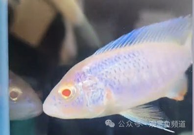 詳細閱讀:十大最漂亮公主魚圖片 十大最漂亮公主魚圖片
