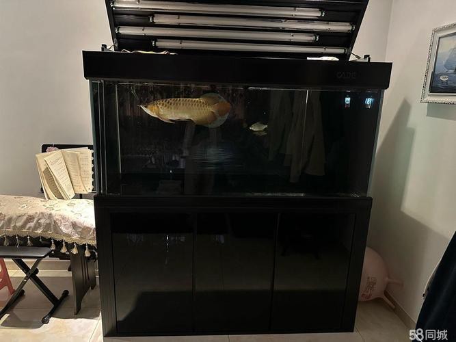 彩蝶龍魚缸價格表和圖片大全