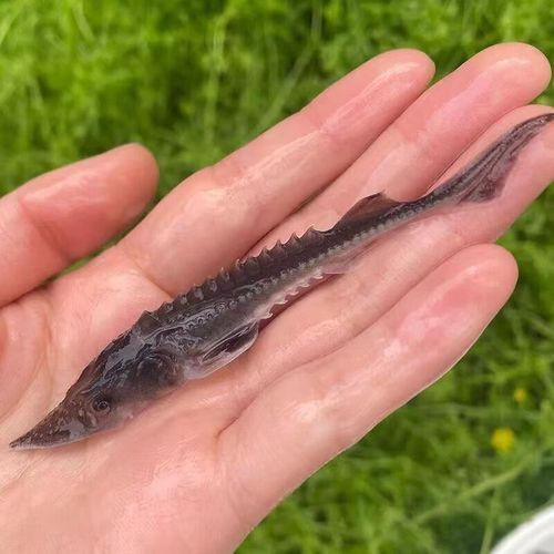 中華尋龍魚的價格 中華尋龍魚的價格 龍魚百科 第1張