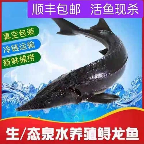 中華尋龍魚的價格 中華尋龍魚的價格 龍魚百科 第2張
