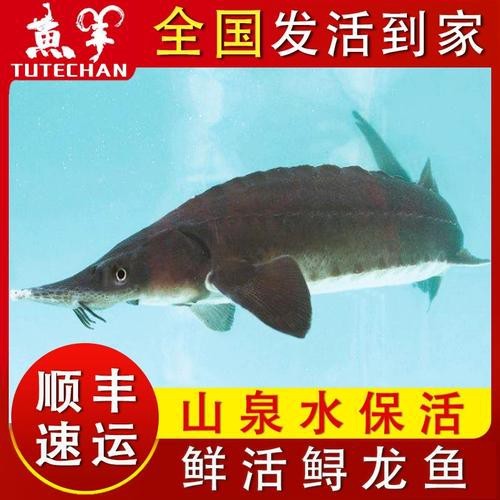 中華尋龍魚的價格 中華尋龍魚的價格 龍魚百科 第3張