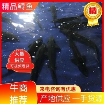 中華尋龍魚的價格 中華尋龍魚的價格 龍魚百科 第4張