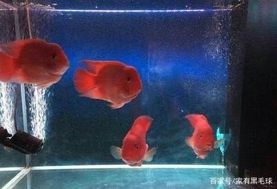 黑色的魚缸魚會變色嗎為什么不變色（魚缸背景色對魚的影響）