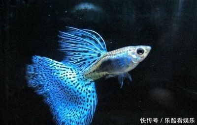 黑色的魚缸魚會變色嗎為什么不變色（魚缸背景色對魚的影響）