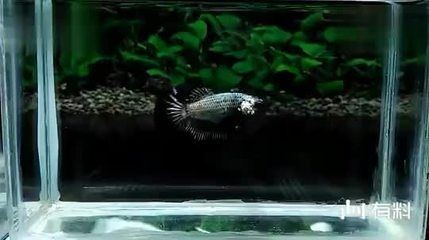 黑色的魚缸魚會變色嗎為什么不變色（魚缸背景色對魚的影響）