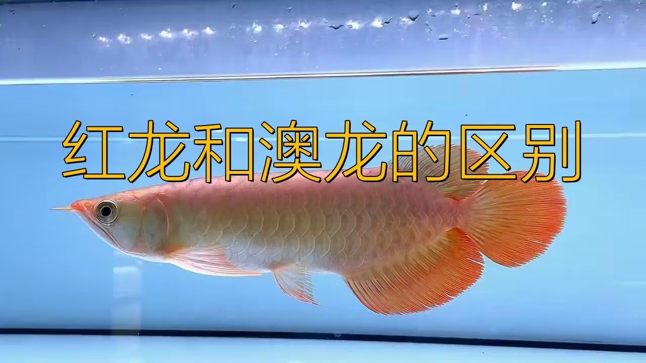 紅龍澳龍的區別 紅龍澳龍的區別 龍魚論壇 第5張