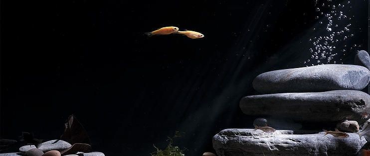 泓御智捷魚缸：泓御智捷智能家居產(chǎn)品牌對(duì)比分析