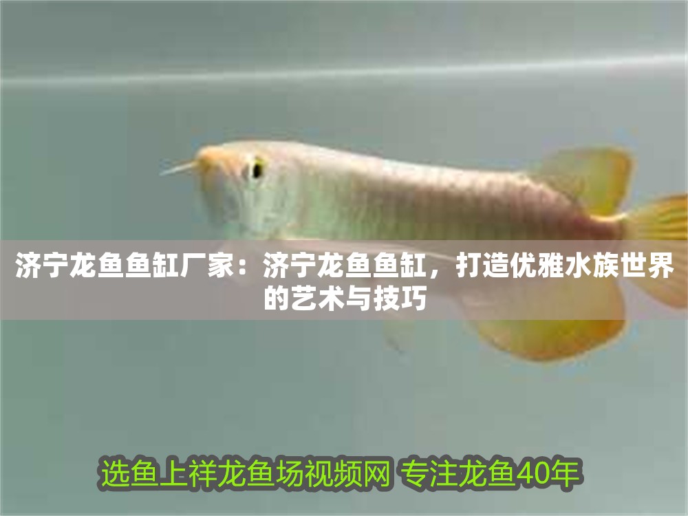 濟寧龍魚魚缸廠家：濟寧龍魚魚缸，打造優雅水族世界的藝術與技巧