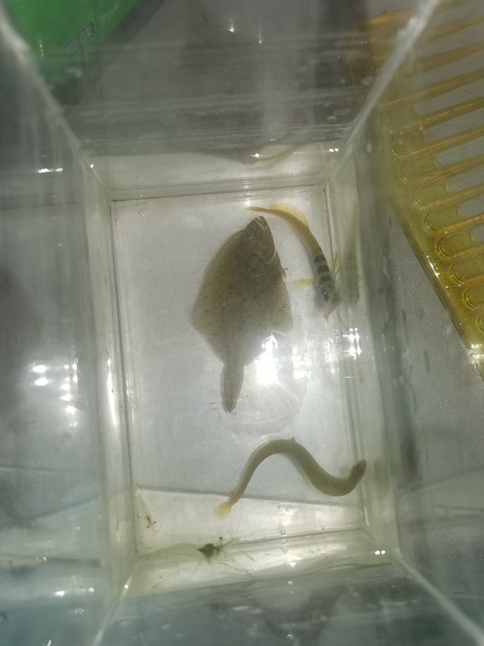 野采的樂趣 野采的樂趣 龍魚論壇