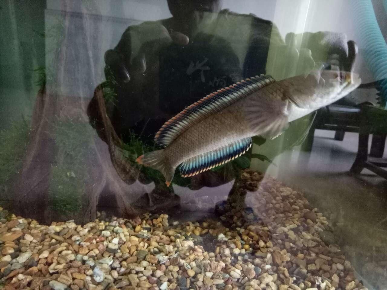 彩虹雷龍魚產地在哪里：彩虹雷龍魚原產地是南美洲的亞馬遜河流域生態特點介紹