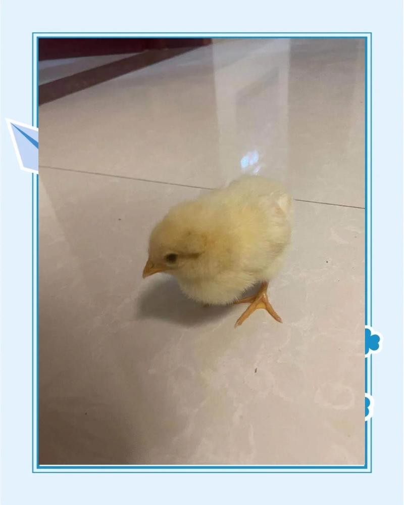 飯店海鮮魚缸選擇：尋找適合飯店的海鮮魚缸您可以考慮以下幾個選項