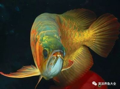 龍魚用土霉素（使用土霉素治療龍魚需要注意哪些事項？）