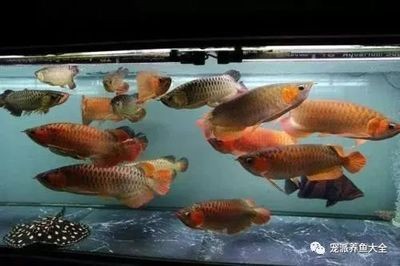 龍魚用土霉素（使用土霉素治療龍魚需要注意哪些事項？）