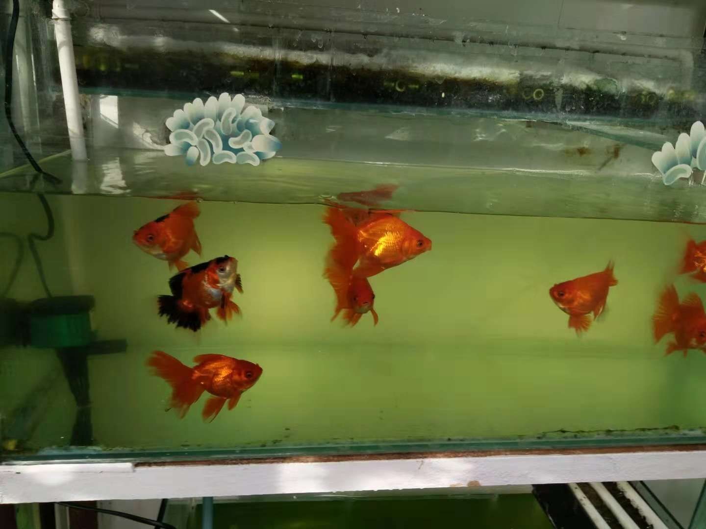 魚缸多長時間清洗一次