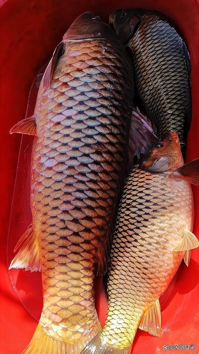 十大淡水魚排行榜前十名