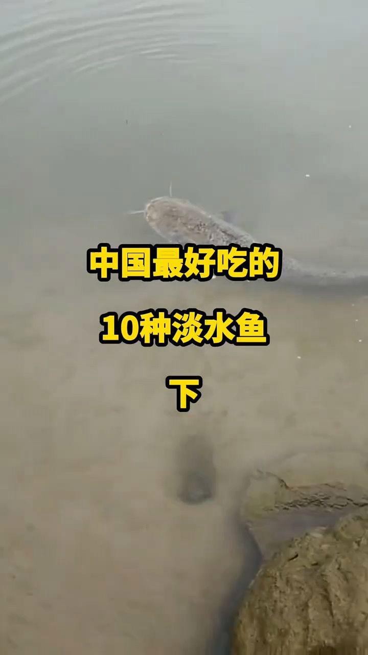 十大淡水魚排行榜前十名
