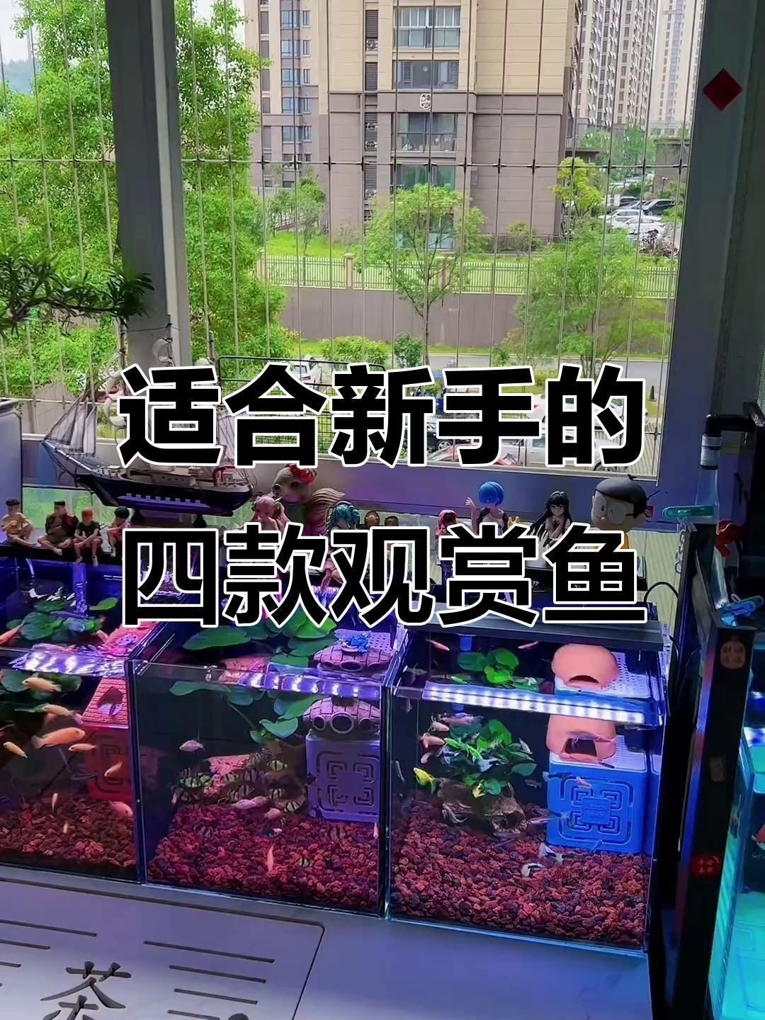 觀賞魚哪種魚最好養