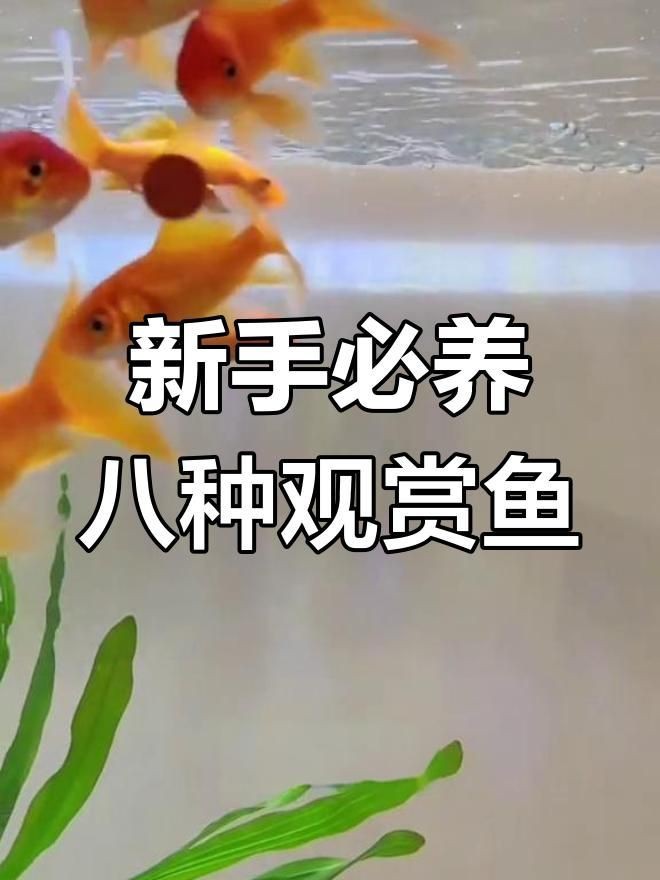 觀賞魚哪種魚最好養