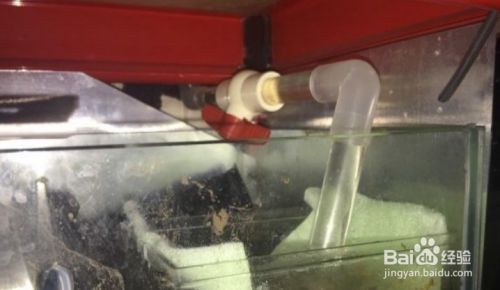 底濾魚缸鋪沙子的步驟：如何在底濾魚缸中鋪沙子