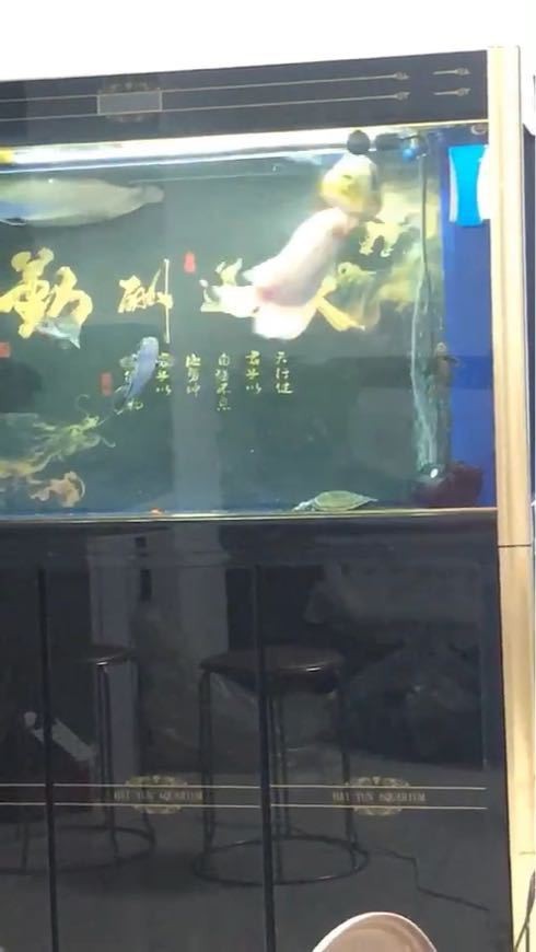 金龍魚和皇冠三間混養怎樣配對視頻