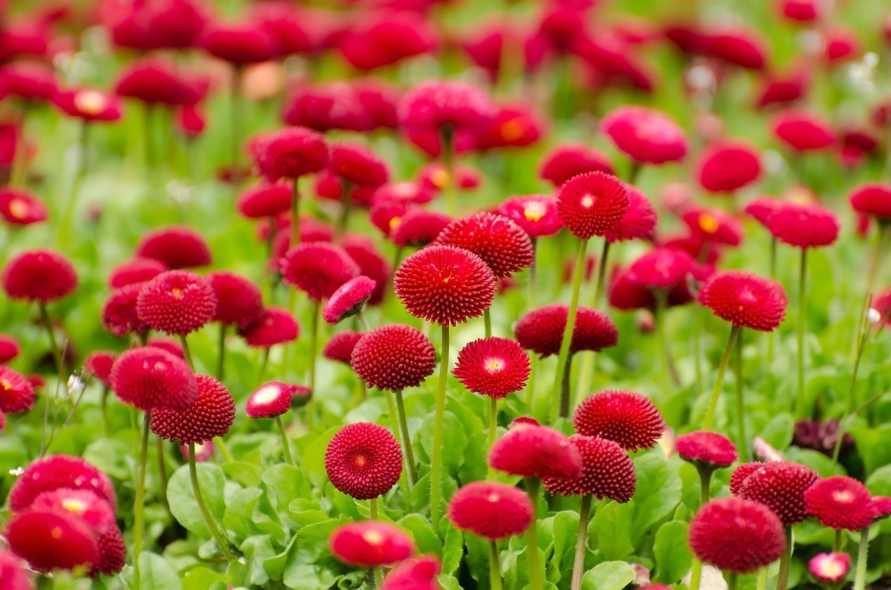 廣州市番禺區(qū)洛浦特純鮮花店