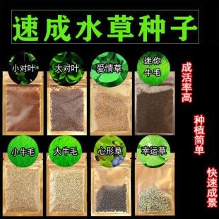 魚(yú)缸彩葉草圖片欣賞：魚(yú)缸彩葉草圖片欣賞詳情
