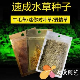 魚(yú)缸彩葉草圖片欣賞：魚(yú)缸彩葉草圖片欣賞詳情