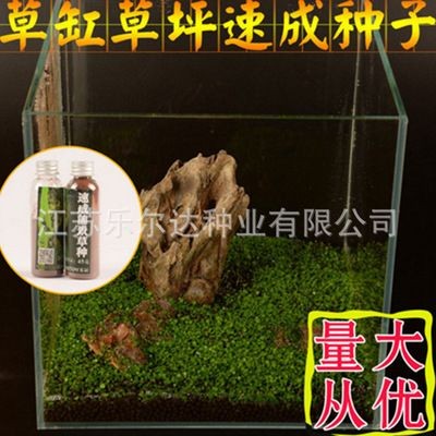 魚(yú)缸彩葉草圖片欣賞：魚(yú)缸彩葉草圖片欣賞詳情