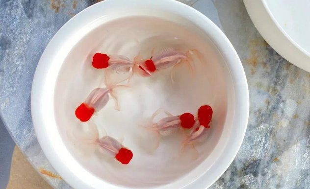 紅眼白子招財龍好養嗎