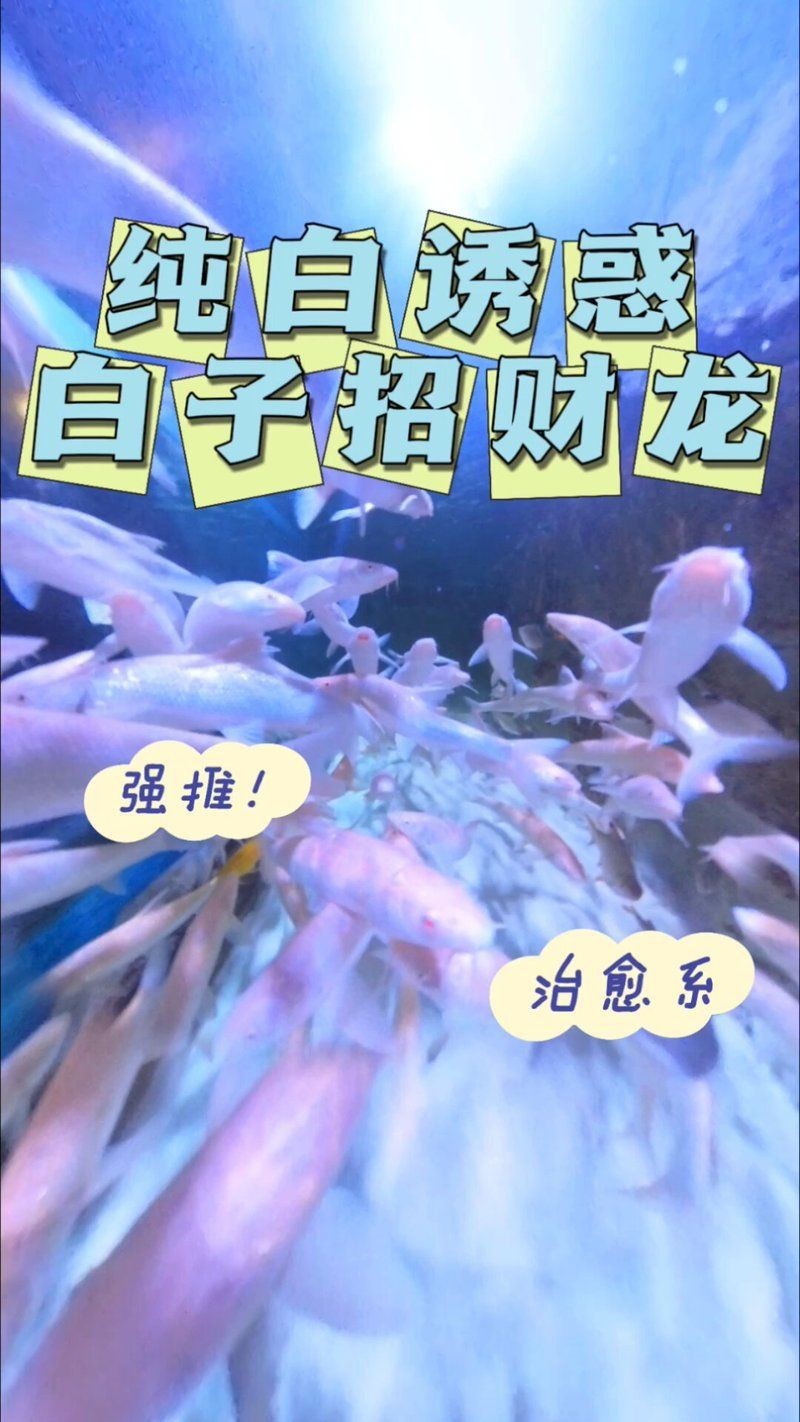 紅眼白子招財龍好養嗎