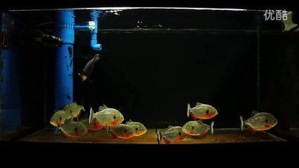 黑魚(yú) 魚(yú)缸大小怎么選擇的呢（如何根據(jù)魚(yú)的特性來(lái)選擇魚(yú)缸）