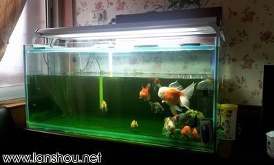 黑魚(yú) 魚(yú)缸大小怎么選擇的呢（如何根據(jù)魚(yú)的特性來(lái)選擇魚(yú)缸）