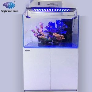 龍魚鱗片發白是怎么回事，龍魚鱗片發白多久會自愈嗎龍魚鱗片發白會自愈嗎