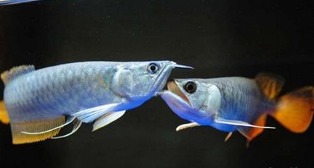 “海王”魚缸生產廠家詳細信息：涉及多個不同的魚缸廠家：“海王”魚缸廠家有哪些？