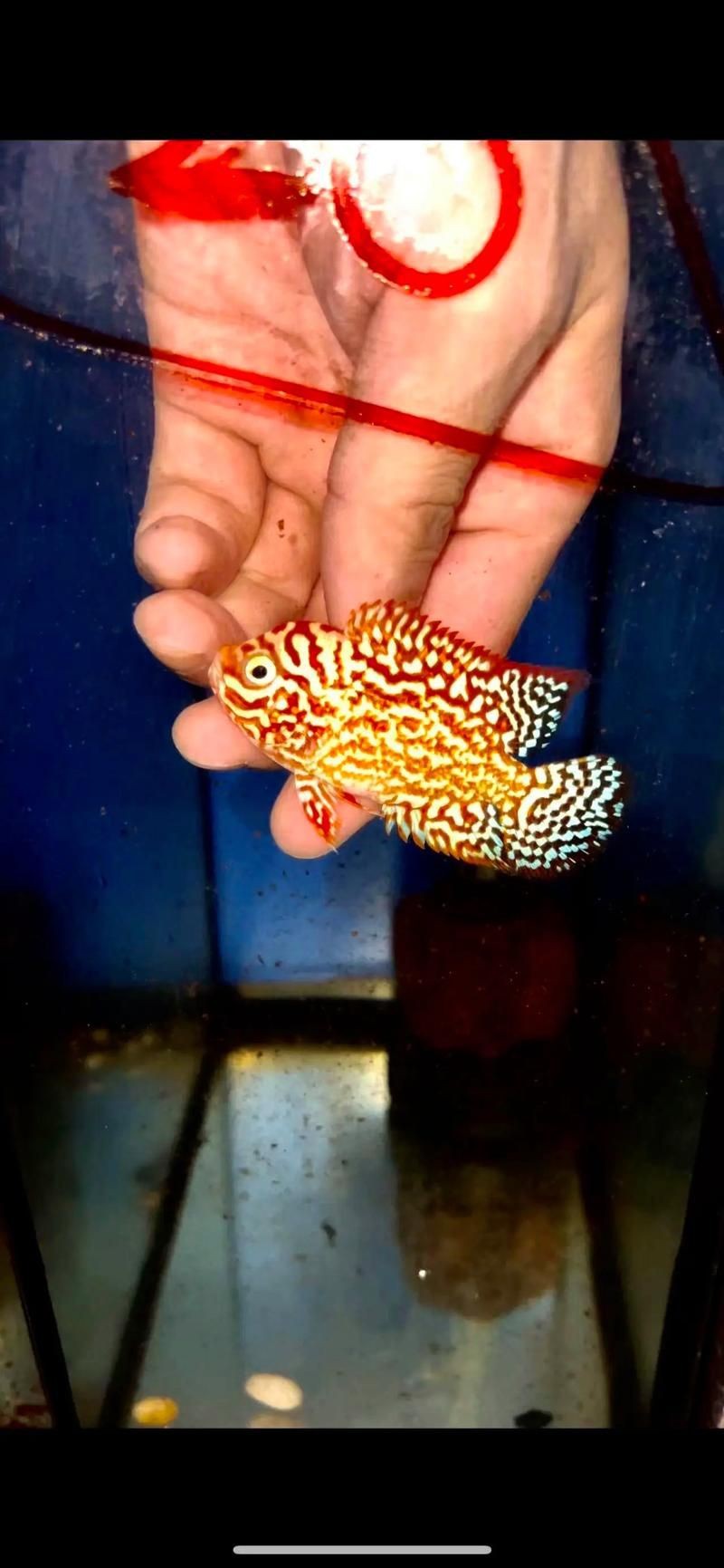 高端火鳳凰魚圖片 高端火鳳凰魚圖片 龍魚論壇 第7張