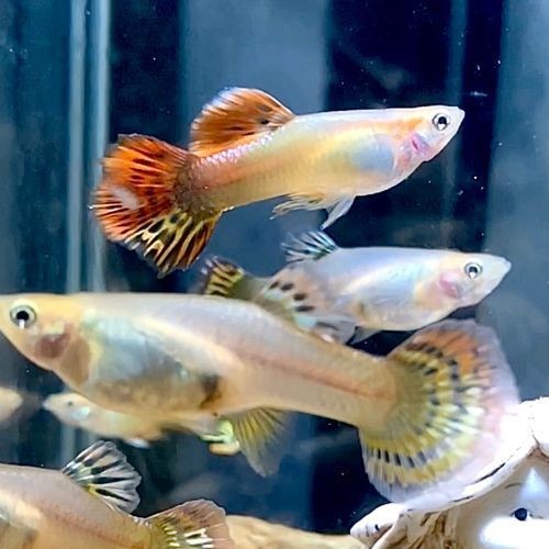 高端火鳳凰魚圖片 高端火鳳凰魚圖片 龍魚論壇 第5張