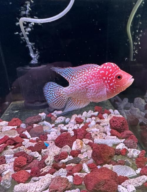 高端火鳳凰魚圖片 高端火鳳凰魚圖片 龍魚論壇 第2張