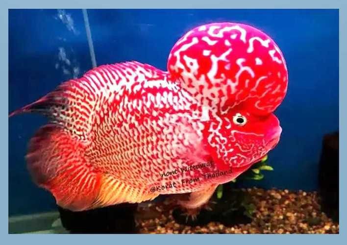 高端火鳳凰魚圖片 高端火鳳凰魚圖片 龍魚論壇 第12張