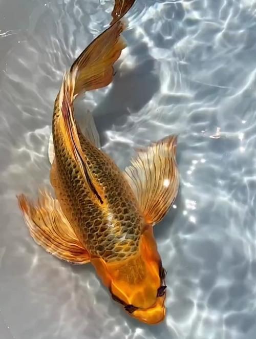 高端火鳳凰魚圖片 高端火鳳凰魚圖片 龍魚論壇 第11張