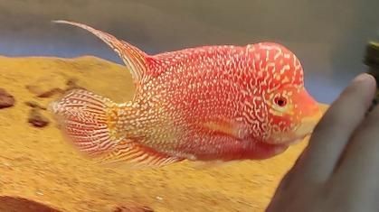 高端火鳳凰魚圖片 高端火鳳凰魚圖片 龍魚論壇 第16張